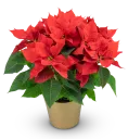 How to care for a Christmas star (poinsettia)
